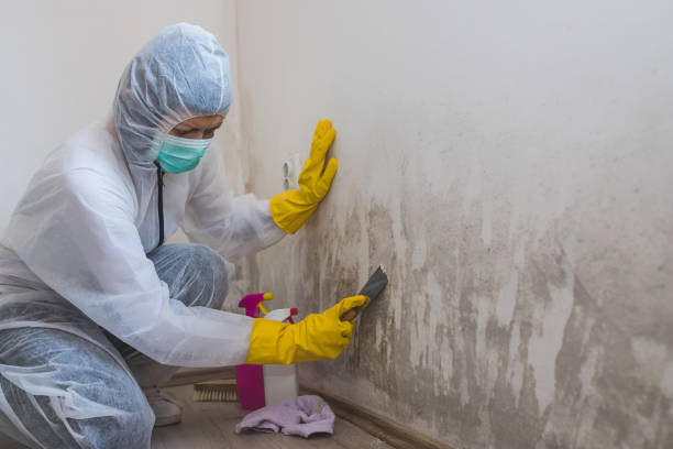 Best Basement Mold Remediation in Dewitt, AR