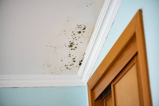 Best Post-Flood Mold Remediation in Dewitt, AR