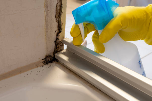 Best Health and Safety Mold Remediation in Dewitt, AR