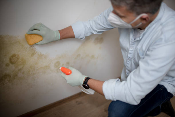 Best DIY Mold Remediation Support Services in Dewitt, AR