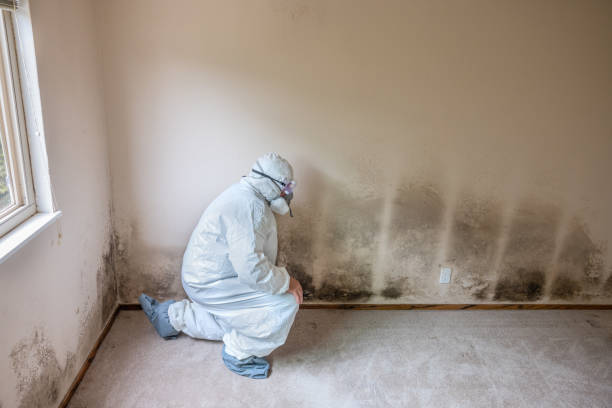 Trusted Dewitt, AR Mold Remediation Experts